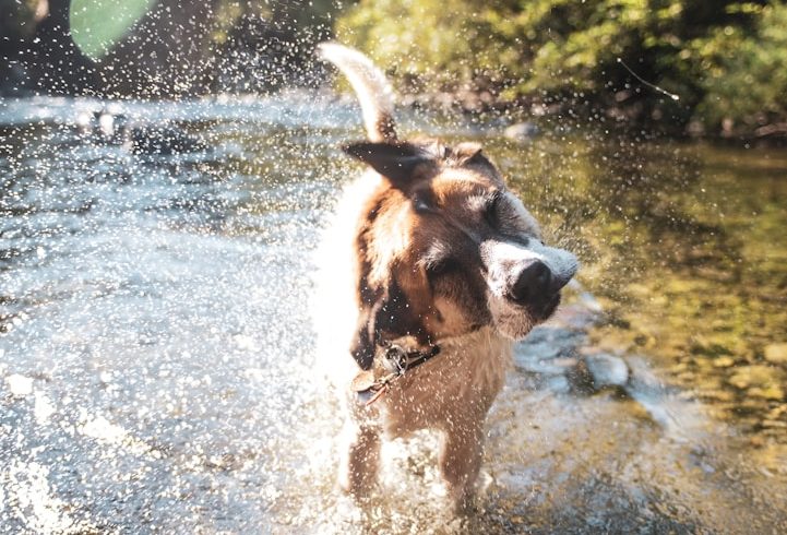 A dog shaking water off while standing in a river.