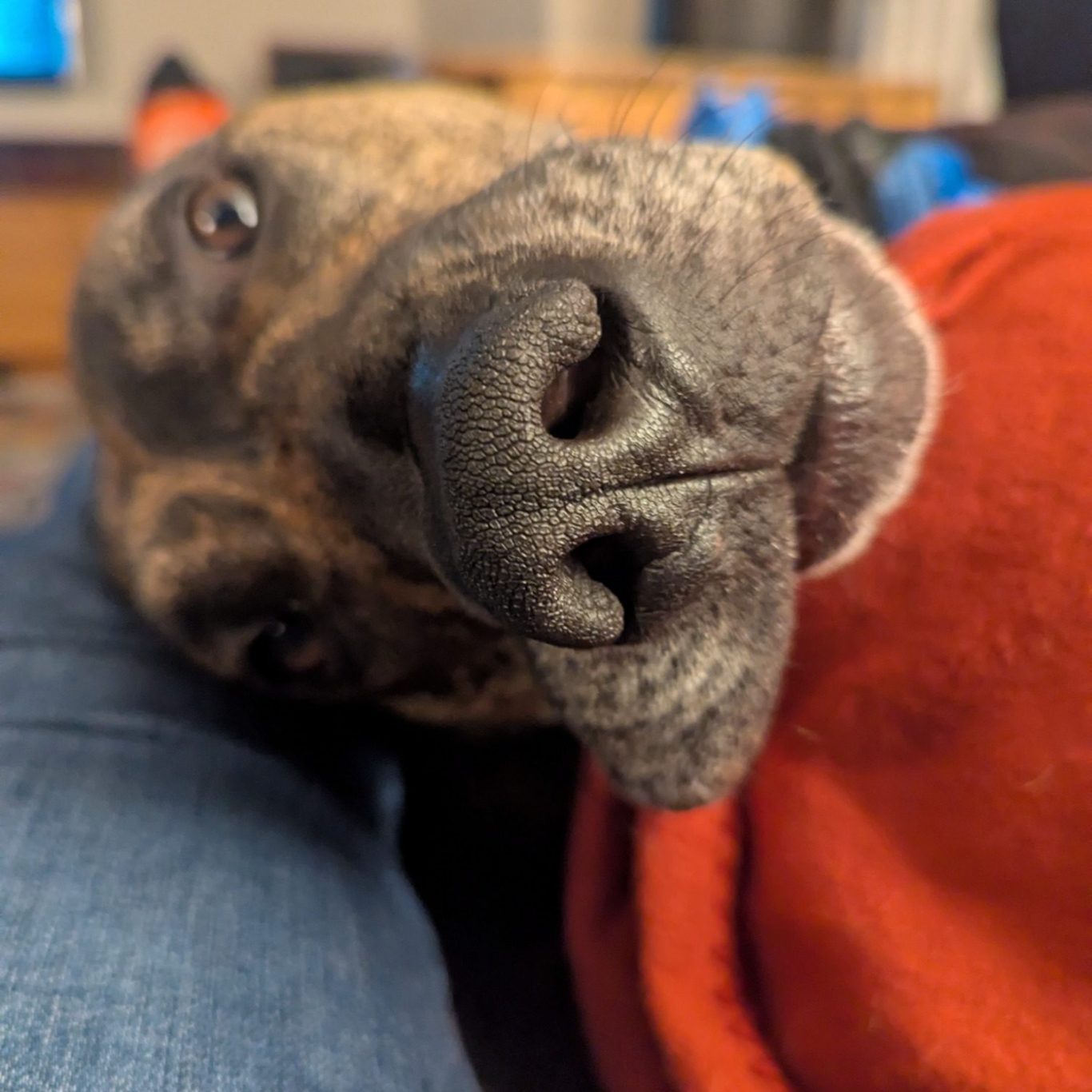 Close-up of a relaxed dog resting its head against a person's leg.