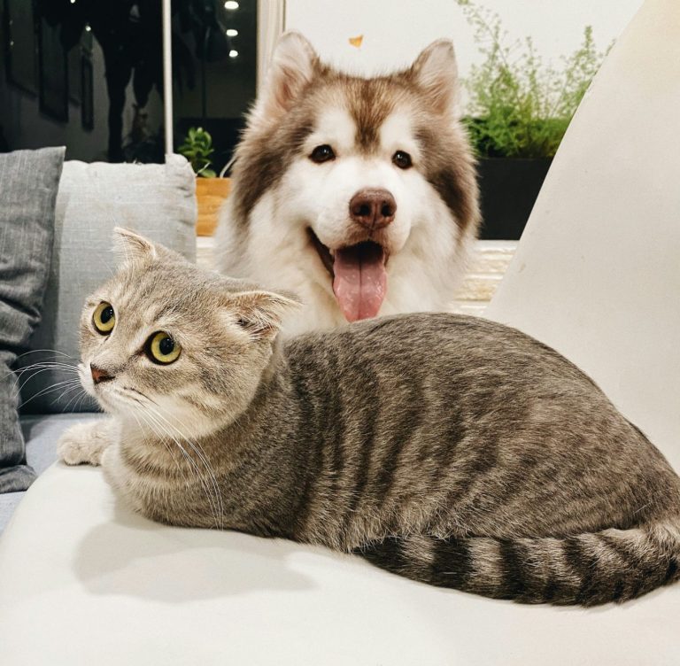 A fluffy dog and a grey cat sitting together on a sofa.