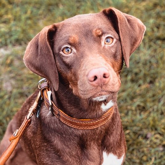 A brown dog with a short coat and a leash, sitting on grass.